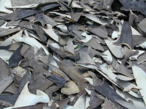 confiscated shark fins