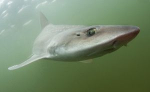 Foto door Peter Verhoog/ Dutch Shark Society