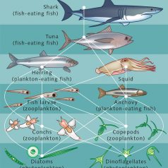 Are sharks at the top of the food chain? – Save our Sharks NL