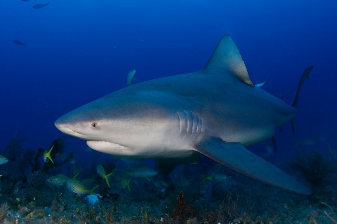 Bull shark – Save our Sharks NL